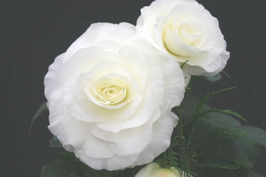 B. ‘Lancelot’